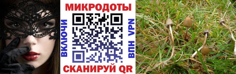 Купить  Гдов  Галлюциногенные грибы Cubensis 